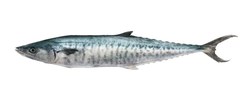 פלמידה לבנה מתוקן